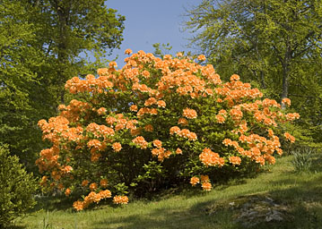 Easedale Shrub