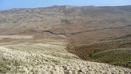 Swine Gill